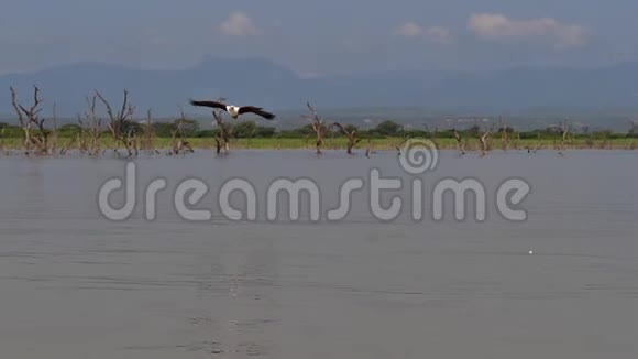 非洲鱼鹰鱼鹰飞行中的成年鱼爪鱼在肯尼亚巴林戈湖捕鱼视频的预览图