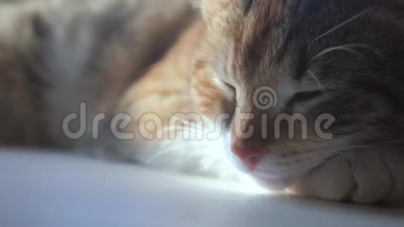 猫睡觉的概念猫在窗户上睡觉阳光和窗户的生活方式是一个可爱的视频视频的预览图