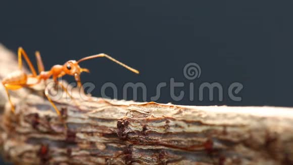 蚂蚁在阳光下爬树视频的预览图