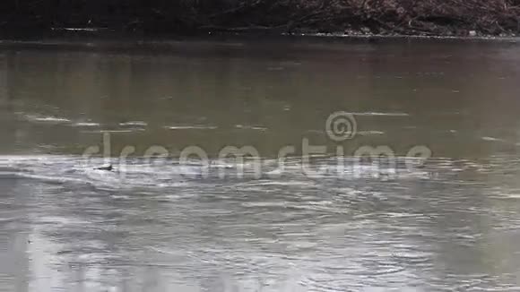 山水山河在春视频的预览图