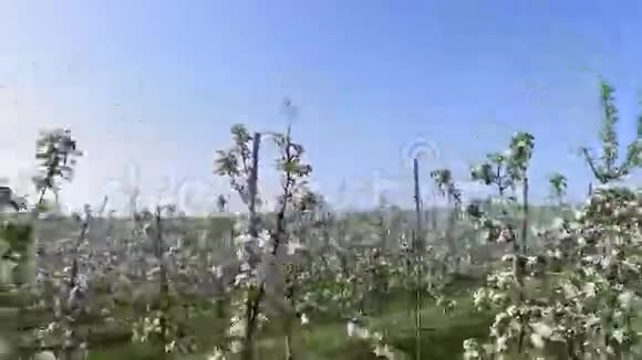 苹果果园人与自然园艺视频的预览图