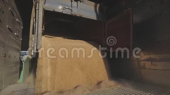 有小麦的仓库把小麦运到仓库慢动作视频的预览图