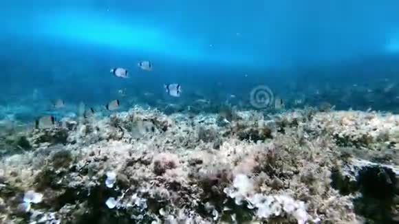 水下场景地中海珊瑚礁视频的预览图