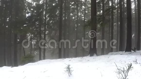 冬天的森林里背着背包散步的人视频的预览图