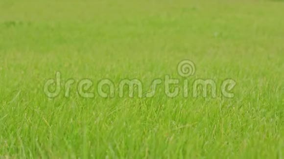 绿色草地背景视频的预览图