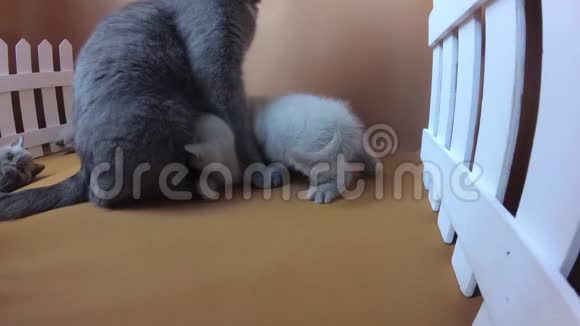 一只英国小蓝猫喂丁香小猫白色栅栏视频的预览图