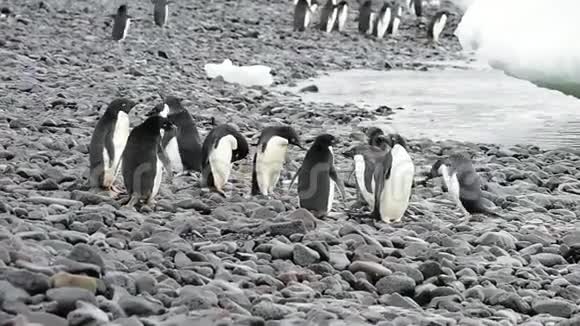 阿黛丽企鹅沿着海滩散步视频的预览图