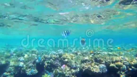 珊瑚礁五颜六色的鱼漂浮在珊瑚礁附近的红海中埃及视频的预览图