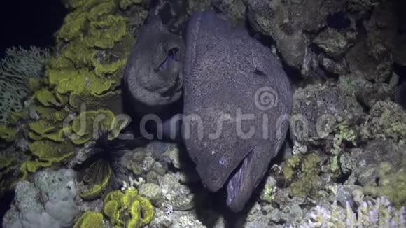 珊瑚中的莫赖鳗鱼在红海沙底的蓝色背景上视频的预览图