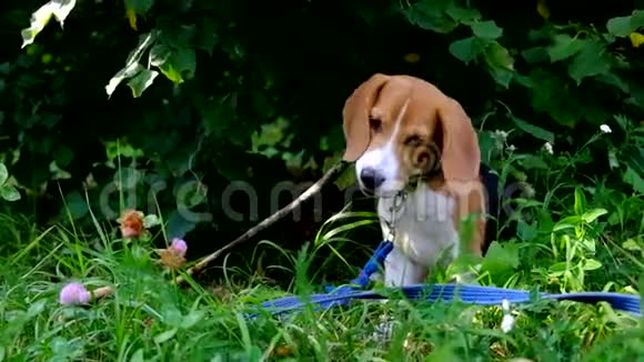 一只体贴的小猎犬在城市公园散步时带着蓝色的皮带一只漂亮小狗的肖像视频的预览图