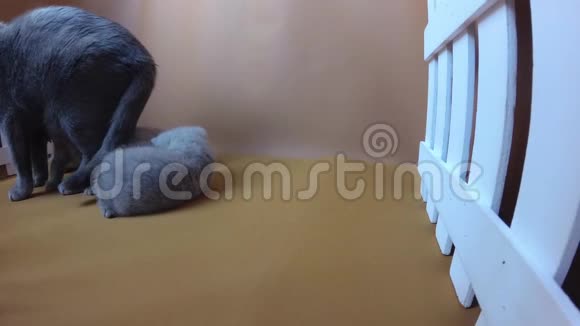 一只英国小蓝猫喂丁香小猫白色栅栏视频的预览图