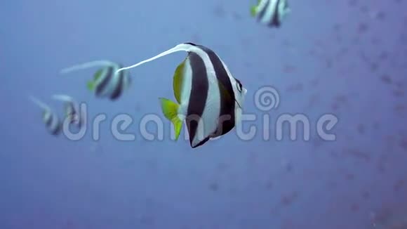 红海珊瑚礁的旗鱼视频的预览图