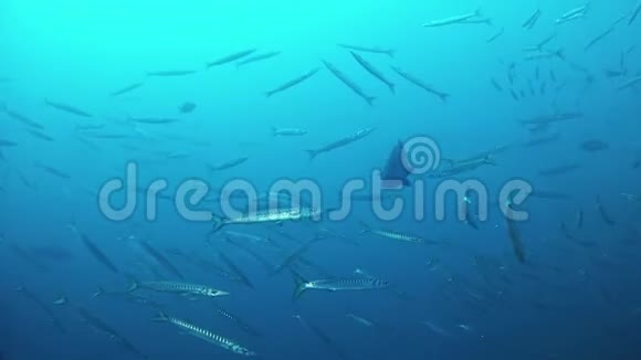 西班牙马略卡潜水格鲁珀鱼和巴拉库达斯视频的预览图