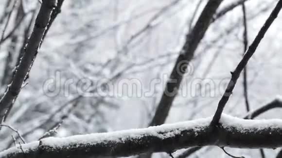 降雪和树木视频的预览图