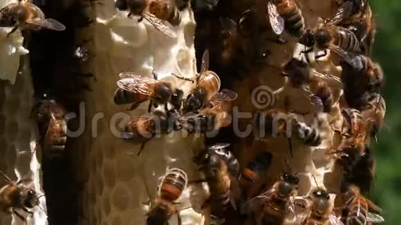 欧洲蜂蜜蜜蜂意大利蜜蜂野雷蜜蜂阿尔维鲁斯蜜蜂诺曼底野蜂视频的预览图