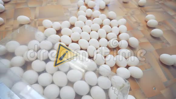 许多白色鸡蛋在一张桌子上俯视一个工人在农场的桌子上抓鸡蛋视频的预览图