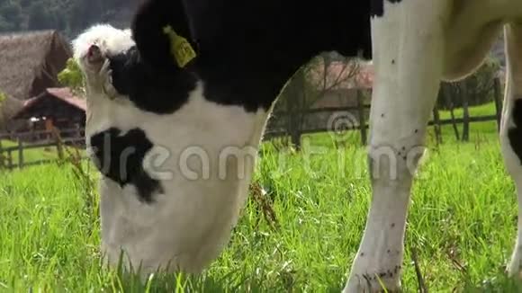 放牧奶牛牛农场动物视频的预览图