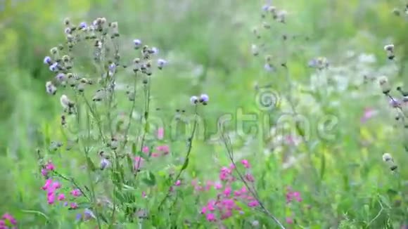 俄罗斯美丽的草地与野花的碎片视频的预览图
