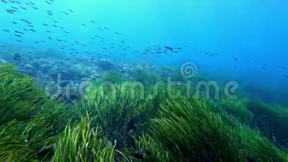 小鱼鱼鱼饵球在波西多尼亚海底野外游泳视频的预览图