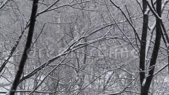 降雪和树木视频的预览图