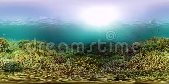珊瑚礁带鱼水下360VR菲律宾Camiguin视频的预览图