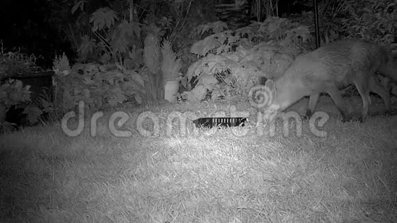 狐狸晚上在家庭花园里喂食视频的预览图