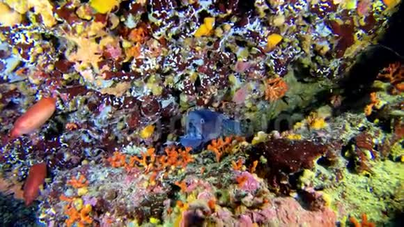 深海潜水全色暗礁与鳗鱼视频的预览图