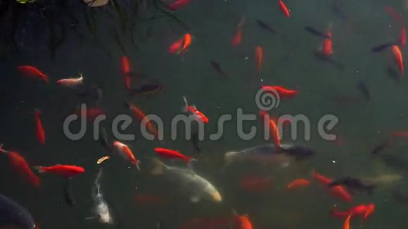 锦鲤花式鲤鱼在池塘里游泳视频的预览图