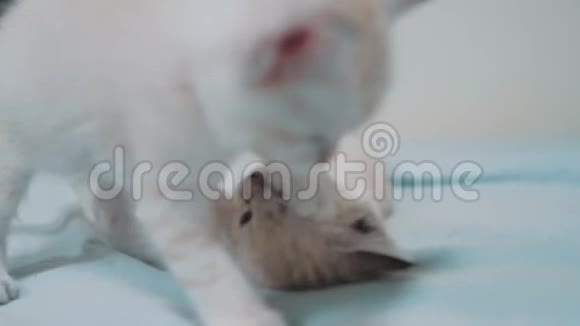 两只小白猫在床上玩打架的搞笑视频生活方式白猫两只小猫睡觉咬人视频的预览图