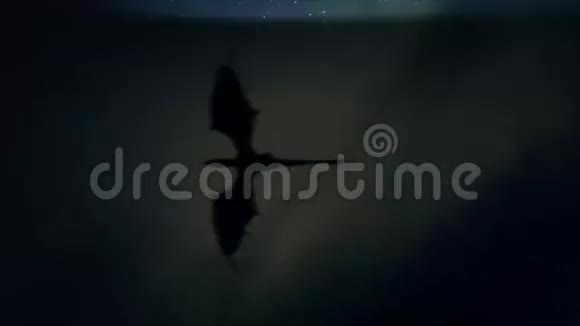 飞龙穿越风暴夜空视频的预览图