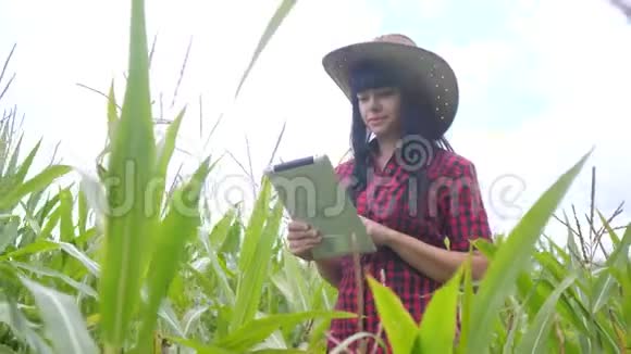 智慧生态生活方式农业养殖理念农民女孩植物研究人员在检查时使用和触摸平板电脑视频的预览图