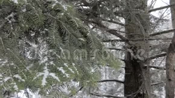 山间的冬林视频的预览图