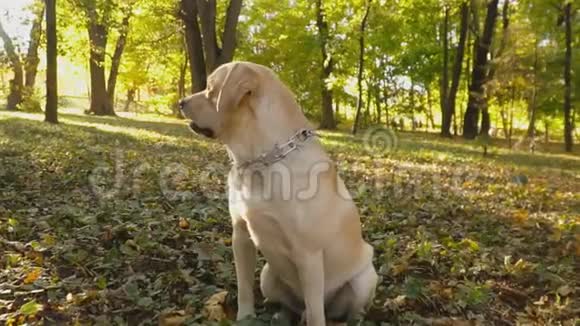 公园里的狗种拉布拉多视频的预览图