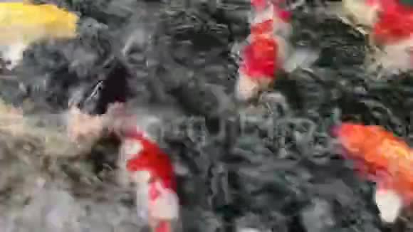 品种观赏锦鲤鱼游池塘视频的预览图