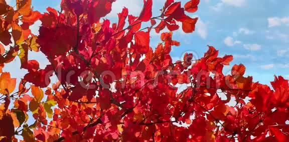 秋落金叶红橙视频的预览图