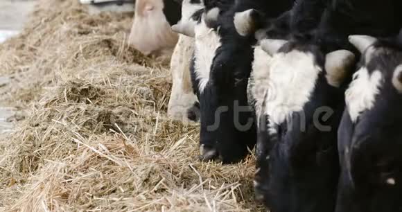 奶牛在农场谷仓农业中吃干草农场谷仓里的奶牛稳定视频的预览图