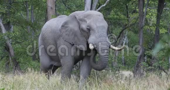 博茨瓦纳莫雷米的非洲象野生动物园视频的预览图