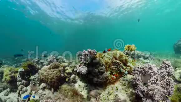 珊瑚礁和鱼在水下菲律宾Camiguin视频的预览图