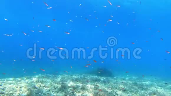 马略卡潜水蓝水中的小鱼视频的预览图