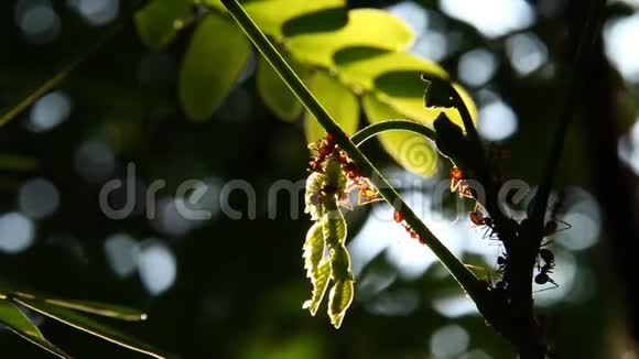 蚂蚁在阳光下爬树视频的预览图