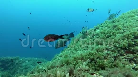 地中海珊瑚礁场景马约卡潜水视频的预览图