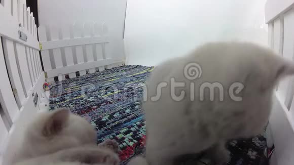 小猫在一个小院子里玩耍彩色的剥光地毯视频的预览图