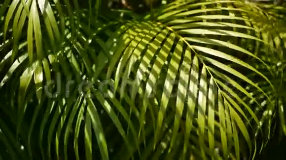 带阳光的热带绿棕叶抽象的自然背景散焦的LushFoliage静脉视频的预览图