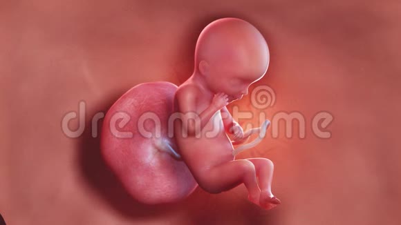 人类胎儿第19周视频的预览图