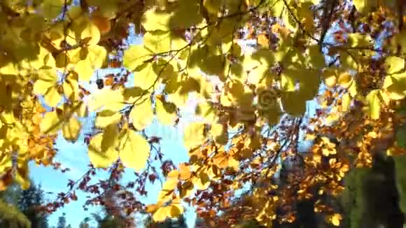 五彩缤纷的秋天落叶透过山林中的秋叶观赏秋天的森林美景金色的树叶视频的预览图