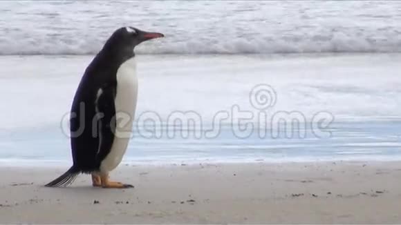 企鹅麦哲伦和根图视频的预览图