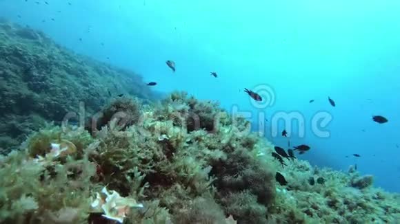 海底景观地中海珊瑚礁视频的预览图