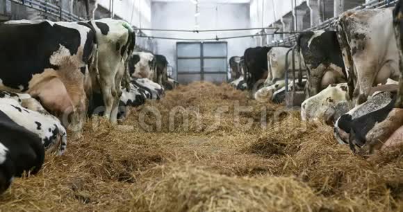 奶牛在农场谷仓农业中吃干草农场谷仓里的奶牛稳定视频的预览图