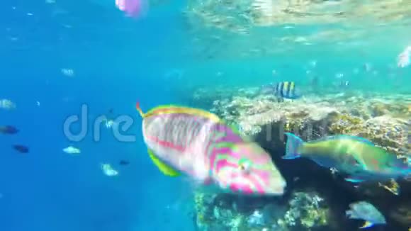 珊瑚礁附近的红海漂浮着五颜六色的鱼埃及视频的预览图