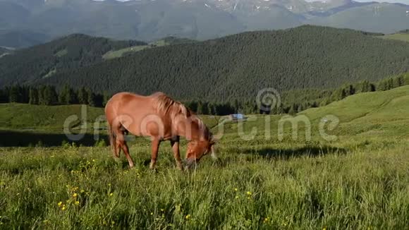 带牧马的山景视频的预览图